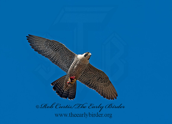 Falco peregrinus  PEREGRINE FALCON 8037431+
