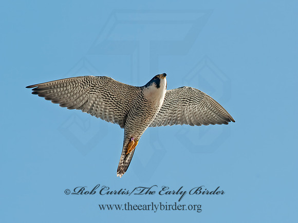 Falco peregrinus  PEREGRINE FALCON 8027051+