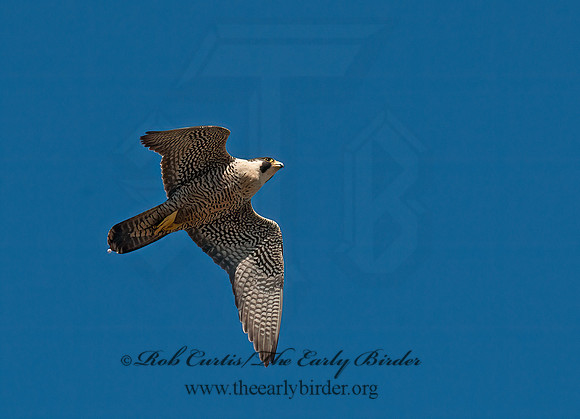 Falco peregrinus  PEREGRINE FALCON 8037518+