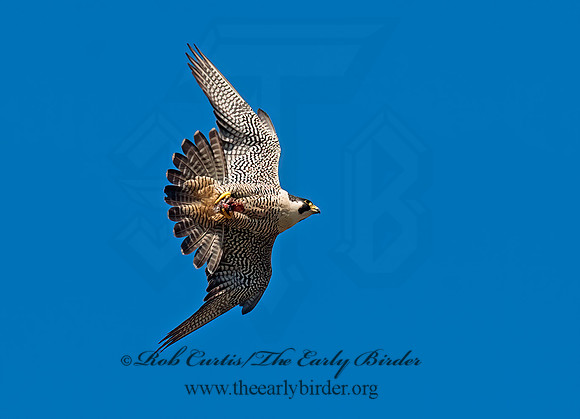 Falco peregrinus  PEREGRINE FALCON 8037430+