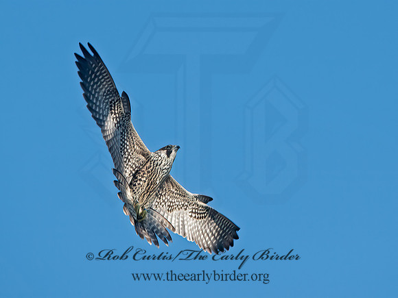 Falco peregrinus  PEREGRINE FALCON 9062157+