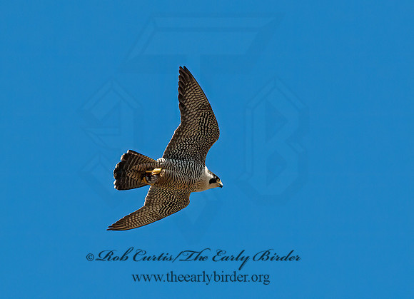 Falco peregrinus  PEREGRINE FALCON 8037441+