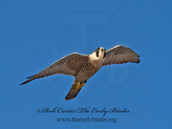 Falco peregrinus  PEREGRINE FALCON 9065001+