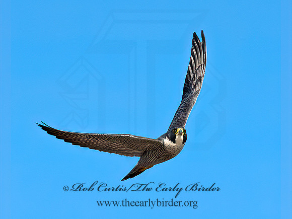 Falco peregrinus  PEREGRINE FALCON 9065012+