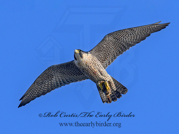 Falco peregrinus  PEREGRINE FALCON 1307305