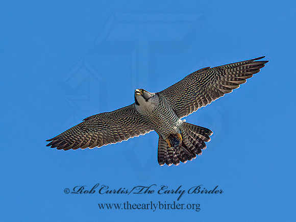 Falco peregrinus  PEREGRINE FALCON 9065022+