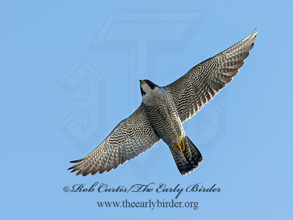 Falco peregrinus  PEREGRINE FALCON 9064990+