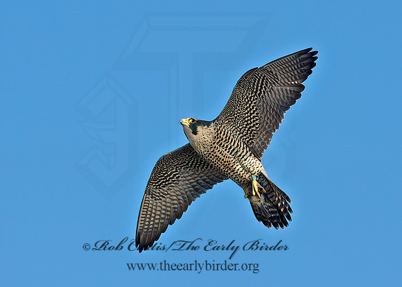Falco peregrinus  PEREGRINE FALCON 9065350+