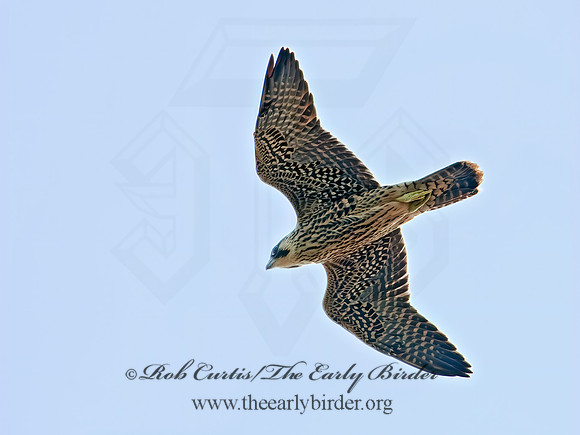 Falco peregrinus  PEREGRINE FALCON 8026000+