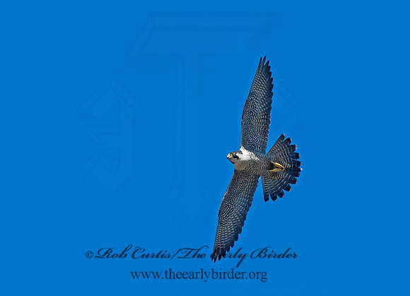 Falco peregrinus  PEREGRINE FALCON 8037515+