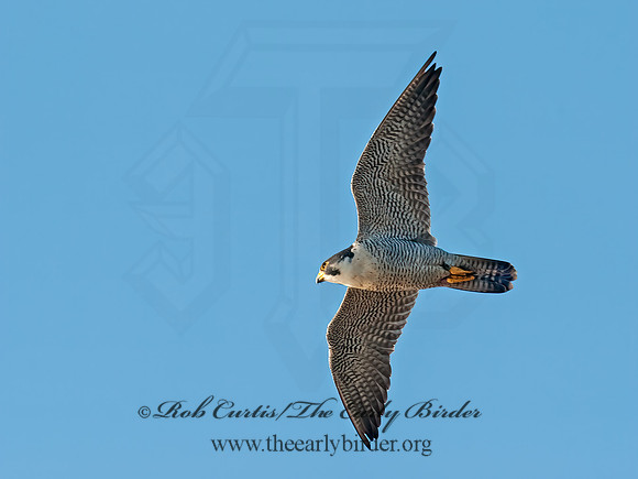 Falco peregrinus  PEREGRINE FALCON 8027046+