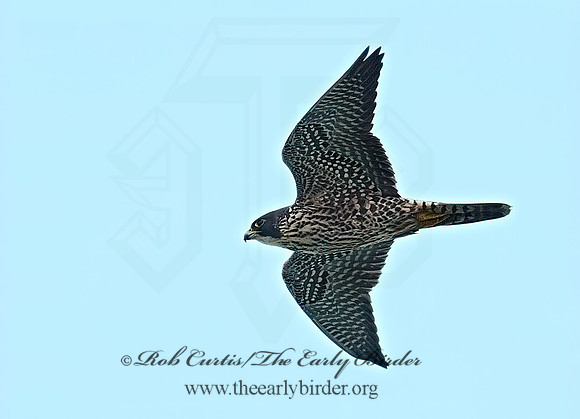 Falco peregrinus  PEREGRINE FALCON 7013214+