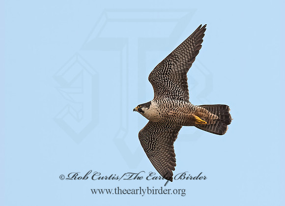 Falco peregrinus  PEREGRINE FALCON 8037534+