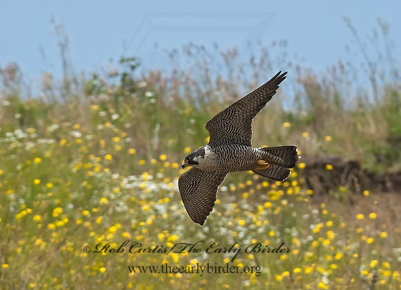 Falco peregrinus  PEREGRINE FALCON 8037524+