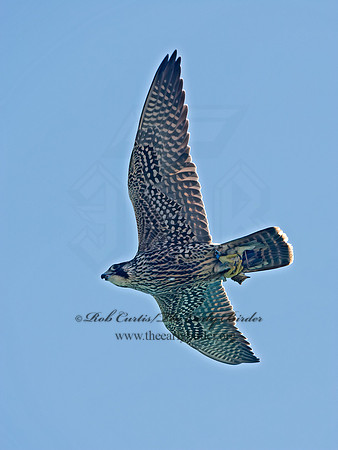 Falco peregrinus  PEREGRINE FALCON 9062165+