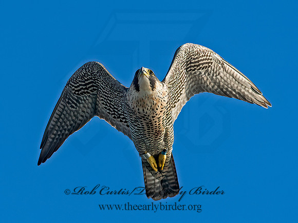 Falco peregrinus  PEREGRINE FALCON 9064969+