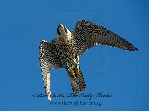 Falco peregrinus  PEREGRINE FALCON 9064972+