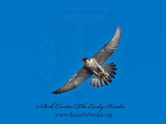 Falco peregrinus  PEREGRINE FALCON 9064978+