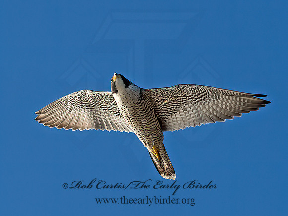 Falco peregrinus  PEREGRINE FALCON 9065010+