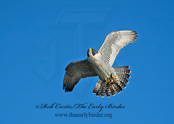 Falco peregrinus  PEREGRINE FALCON 9065397+