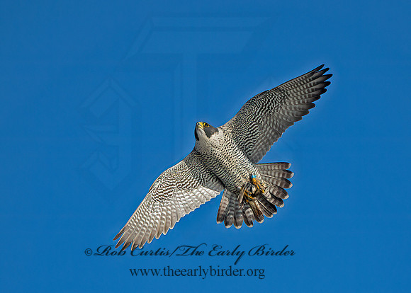 Falco peregrinus  PEREGRINE FALCON 9065398+