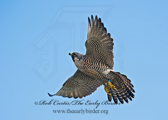 Falco peregrinus  PEREGRINE FALCON 9065361+