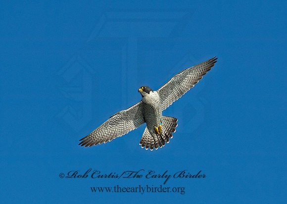 Falco peregrinus  PEREGRINE FALCON 9065555+