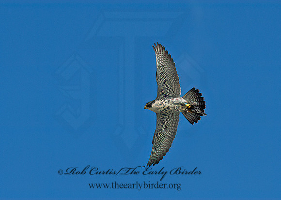 Falco peregrinus  PEREGRINE FALCON 9065580+