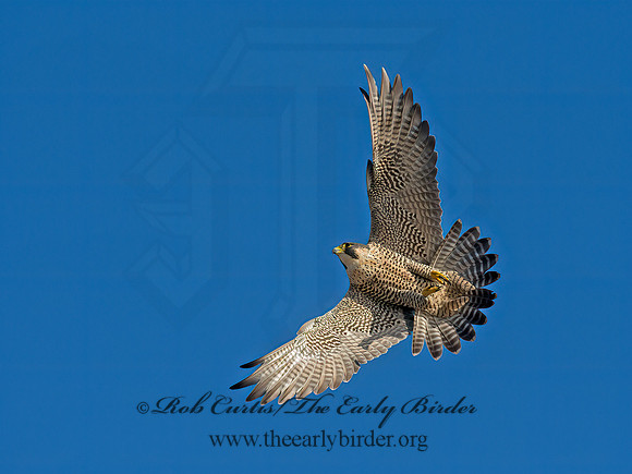 Falco peregrinus  PEREGRINE FALCON 9064959+