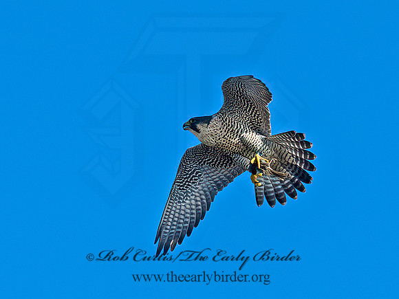 Falco peregrinus  PEREGRINE FALCON 9064981+