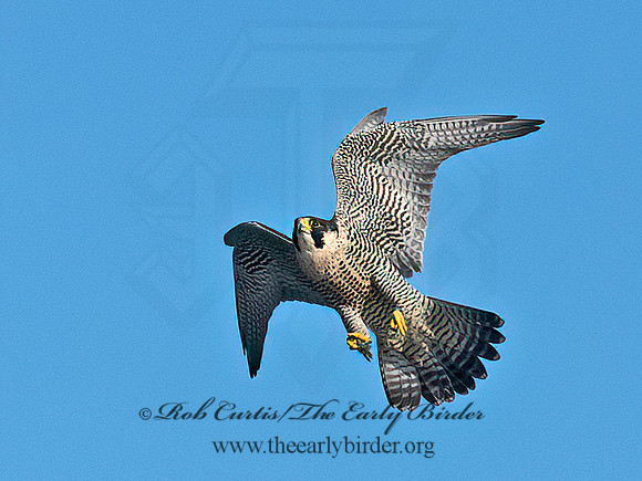 Falco peregrinus  PEREGRINE FALCON 6037278+