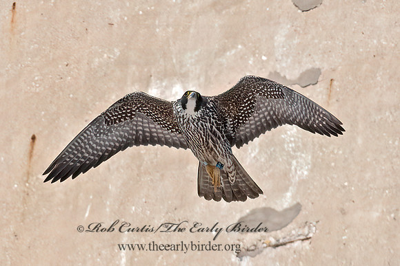 Falco peregrinus  PEREGRINE FALCON 6037511+
