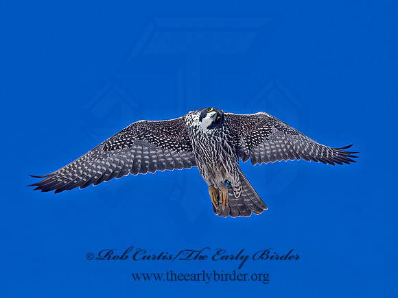 Falco peregrinus  PEREGRINE FALCON 6037512+