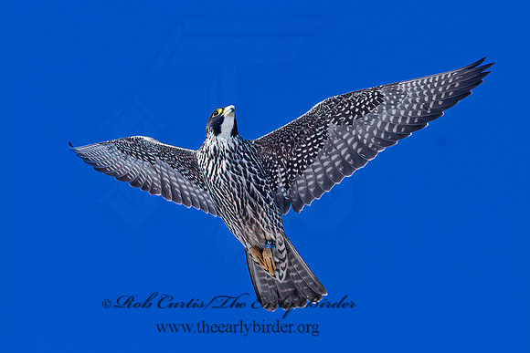 Falco peregrinus  PEREGRINE FALCON 6037515+
