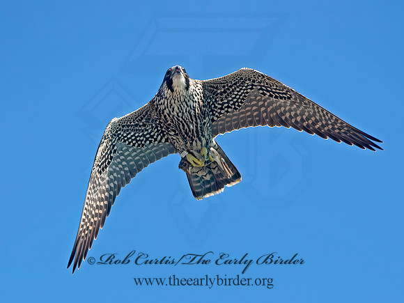 Falco peregrinus  PEREGRINE FALCON 9062188+