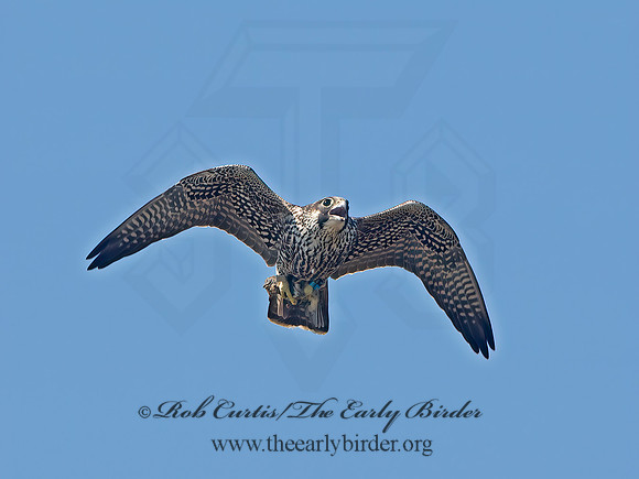 Falco peregrinus  PEREGRINE FALCON 9062171+