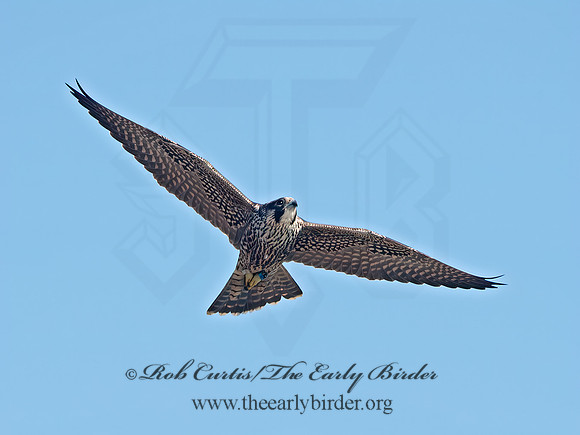 Falco peregrinus  PEREGRINE FALCON 9062156+