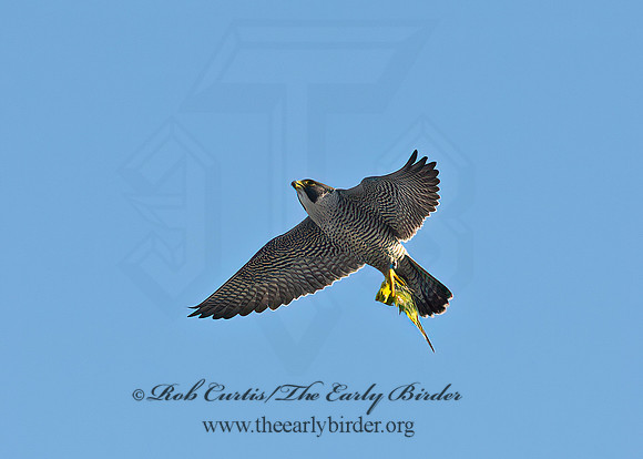 Falco peregrinus  PEREGRINE FALCON 9065319+