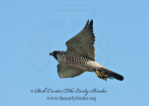 Falco peregrinus  PEREGRINE FALCON 9065365+