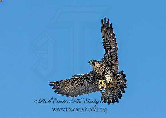 Falco peregrinus  PEREGRINE FALCON 9065354+
