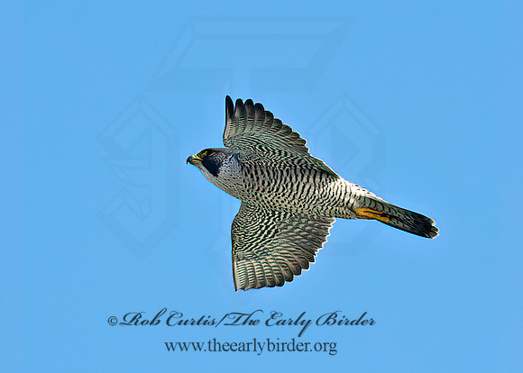 Falco peregrinus  PEREGRINE FALCON 9065383+