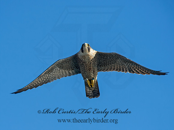 Falco peregrinus  PEREGRINE FALCON 9064968+