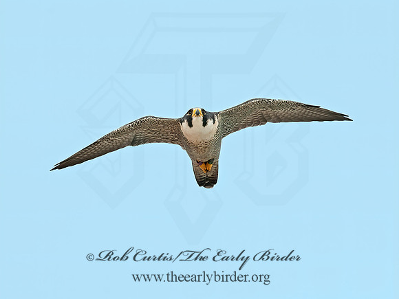 Falco peregrinus  PEREGRINE FALCON 8024421+