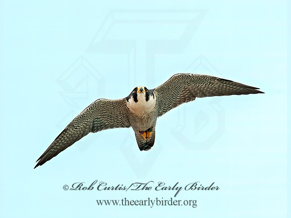 Falco peregrinus  PEREGRINE FALCON 8024422+