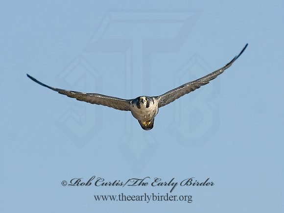 Falco peregrinus  PEREGRINE FALCON 7013135+