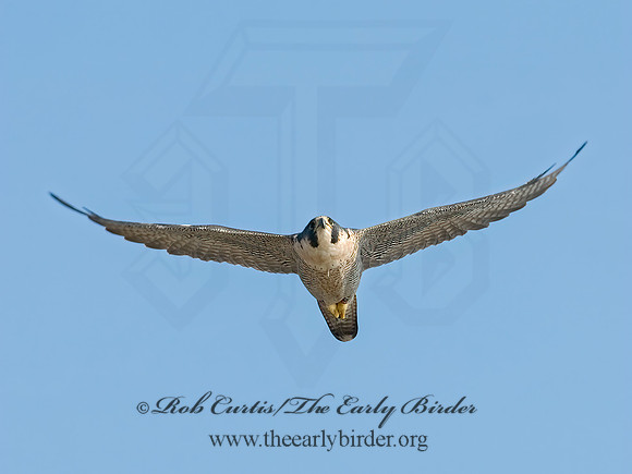 Falco peregrinus  PEREGRINE FALCON 7013137+