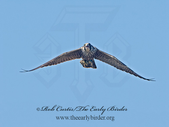 Falco peregrinus  PEREGRINE FALCON 9062168+