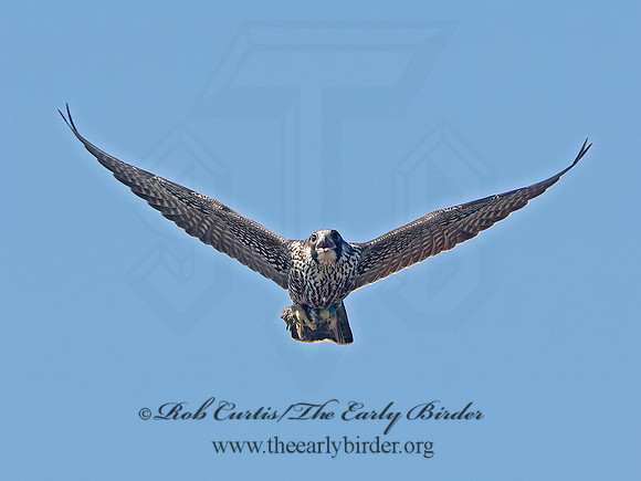 Falco peregrinus  PEREGRINE FALCON 9062169+