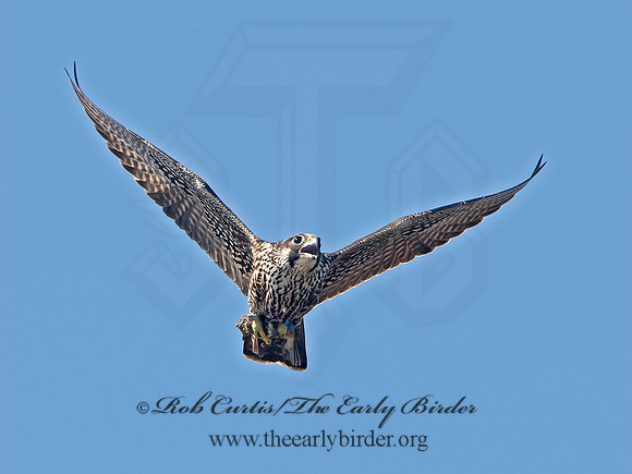 Falco peregrinus  PEREGRINE FALCON 9062170+