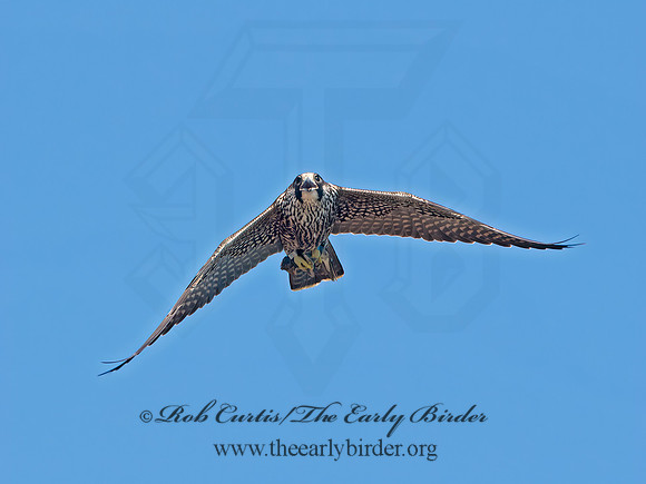 Falco peregrinus  PEREGRINE FALCON 9062176+